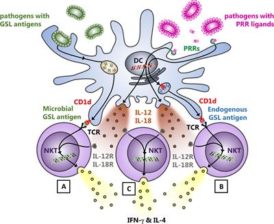 NKT Cells Contribute to the Control of Microbial Infections